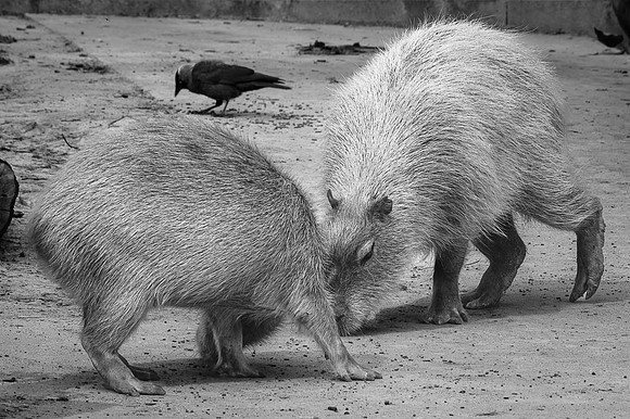Capybara, Amérique du Sud  -  2025