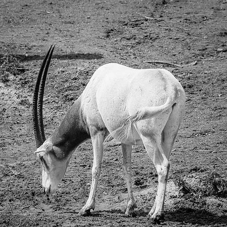 Oryx algazelle, Afrique du N, Sahel, Niger, Tchad  -  2024
