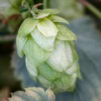 Cône de houblon (Humulus lupulus)