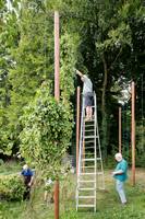 Récolte des lianes