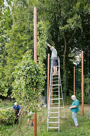 Récolte des lianes