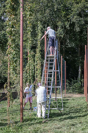 Récolte des lianes