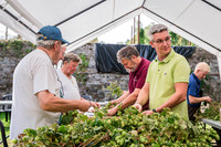 Séparation des cônes (un à un) des lianes