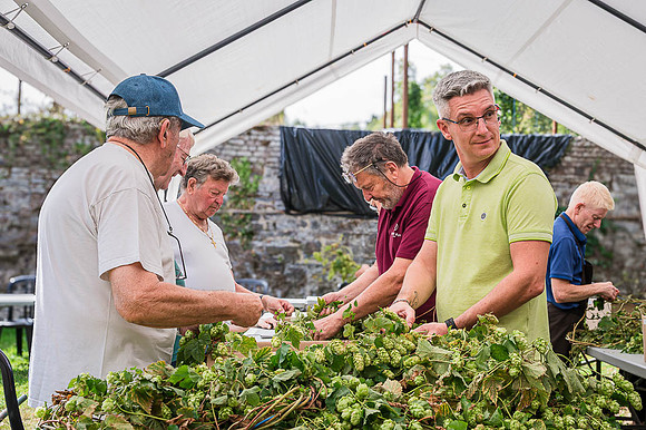 Séparation des cônes (un à un) des lianes