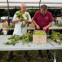 Séparation des cônes (un à un) des lianes