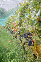 2025 10 04 Villers-la-Vigne 009