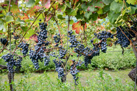 2025 10 04 Villers-la-Vigne 008