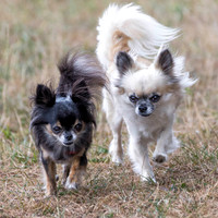Bella et Lady
