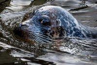 Phoque commun - Harbor Seal