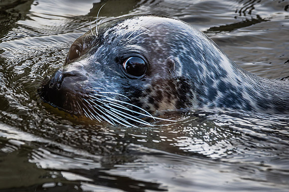 Phoque commun - Harbor Seal