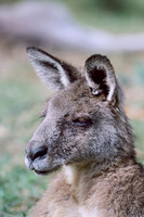 Kangaroo