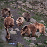 Ours brun - Eurasian brown Bear