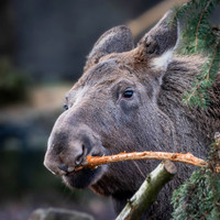 Elan - Elk