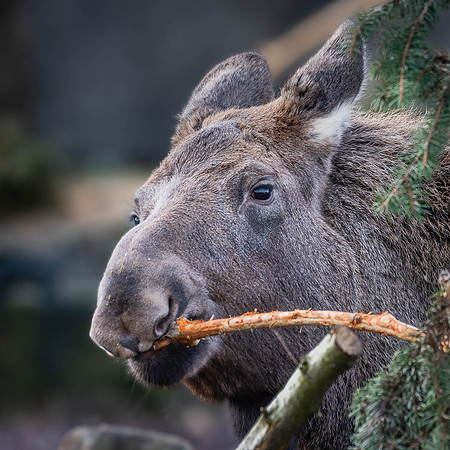 Elan - Elk