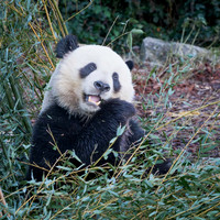 Panda géant - Giant Panda