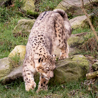 Léopard des neiges - Snow Leopard