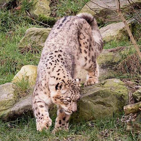 Léopard des neiges - Snow Leopard