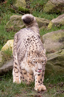 Léopard des neiges - Snow Leopard