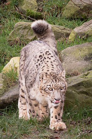 Léopard des neiges - Snow Leopard