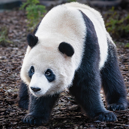 Panda géant - Giant Panda