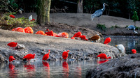 Ibis rouge - Scarlet Ibis