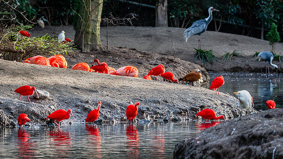 Ibis rouge - Scarlet Ibis