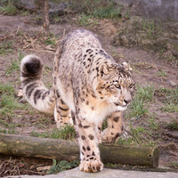 Léopard des neiges - Snow Leopard