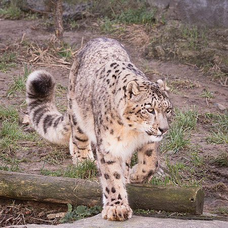 Léopard des neiges - Snow Leopard