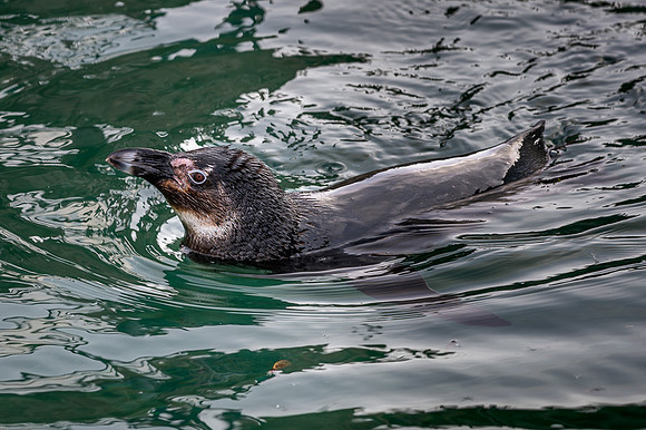 Manchot du Cap - African Penguin