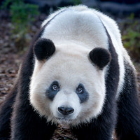 Panda géant - Giant Panda