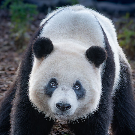 Panda géant - Giant Panda