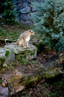 Léopard des neiges - Snow Leopard