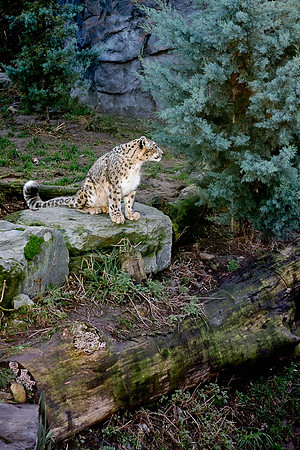 Léopard des neiges - Snow Leopard