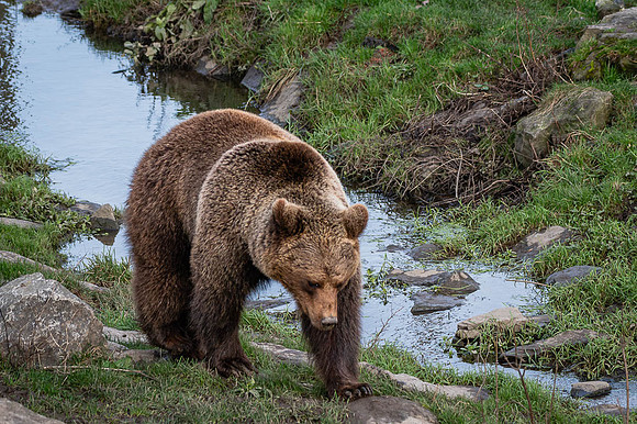 Ours brun - Eurasian brown Bear