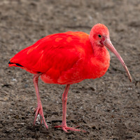 Ibis rouge - Scarlet Ibis