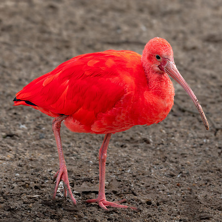 Ibis rouge - Scarlet Ibis