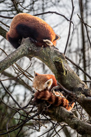 Panda roux - Red Panda