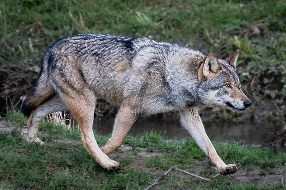 Loup gris - Grey Wolf