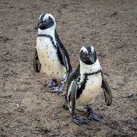 Manchot du Cap - African Penguin