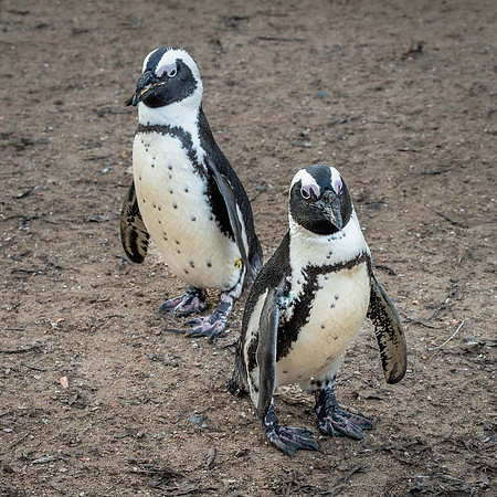 Manchot du Cap - African Penguin