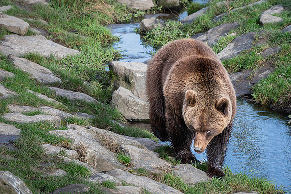 Ours brun - Eurasian brown Bear
