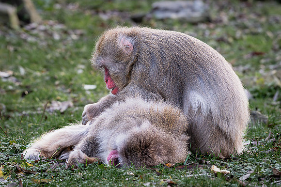Macaque japonais - Japanese Macaque