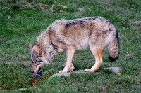 Loup gris - Grey Wolf