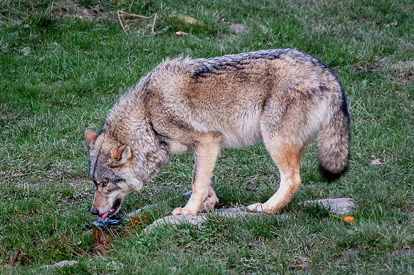Loup gris - Grey Wolf