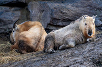 Taquin doré - Golden Takin