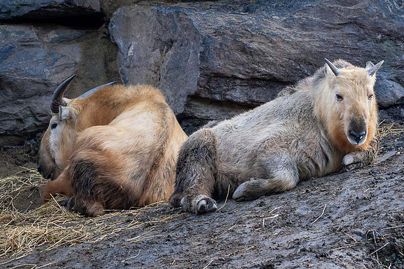 Taquin doré - Golden Takin