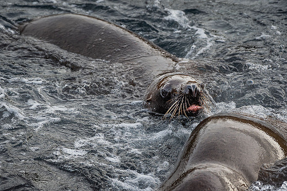 Otarie de Steller - Steller Sea Lion