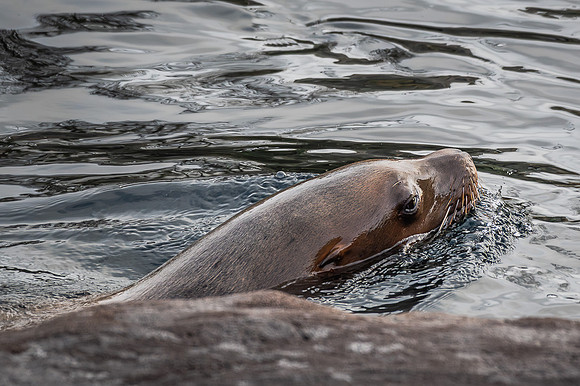 Otarie à fourrure d'Afrique du Sud - South African Fur Seal-