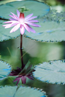 Lily Flower