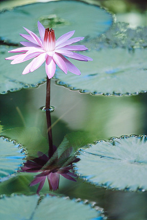 Lily Flower